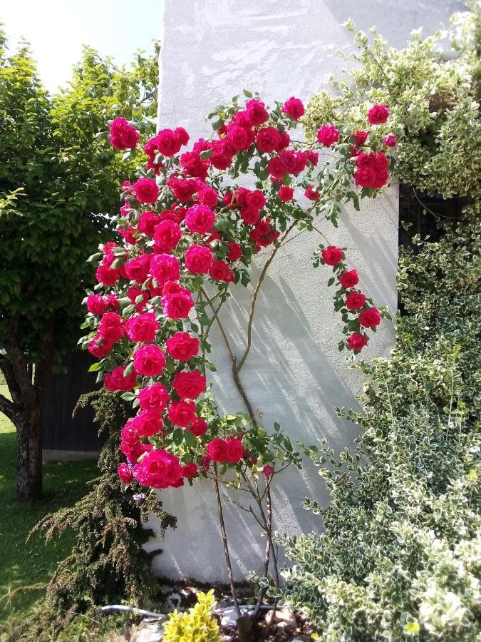B&B La Casa Di Loretta Paderno エクステリア 写真